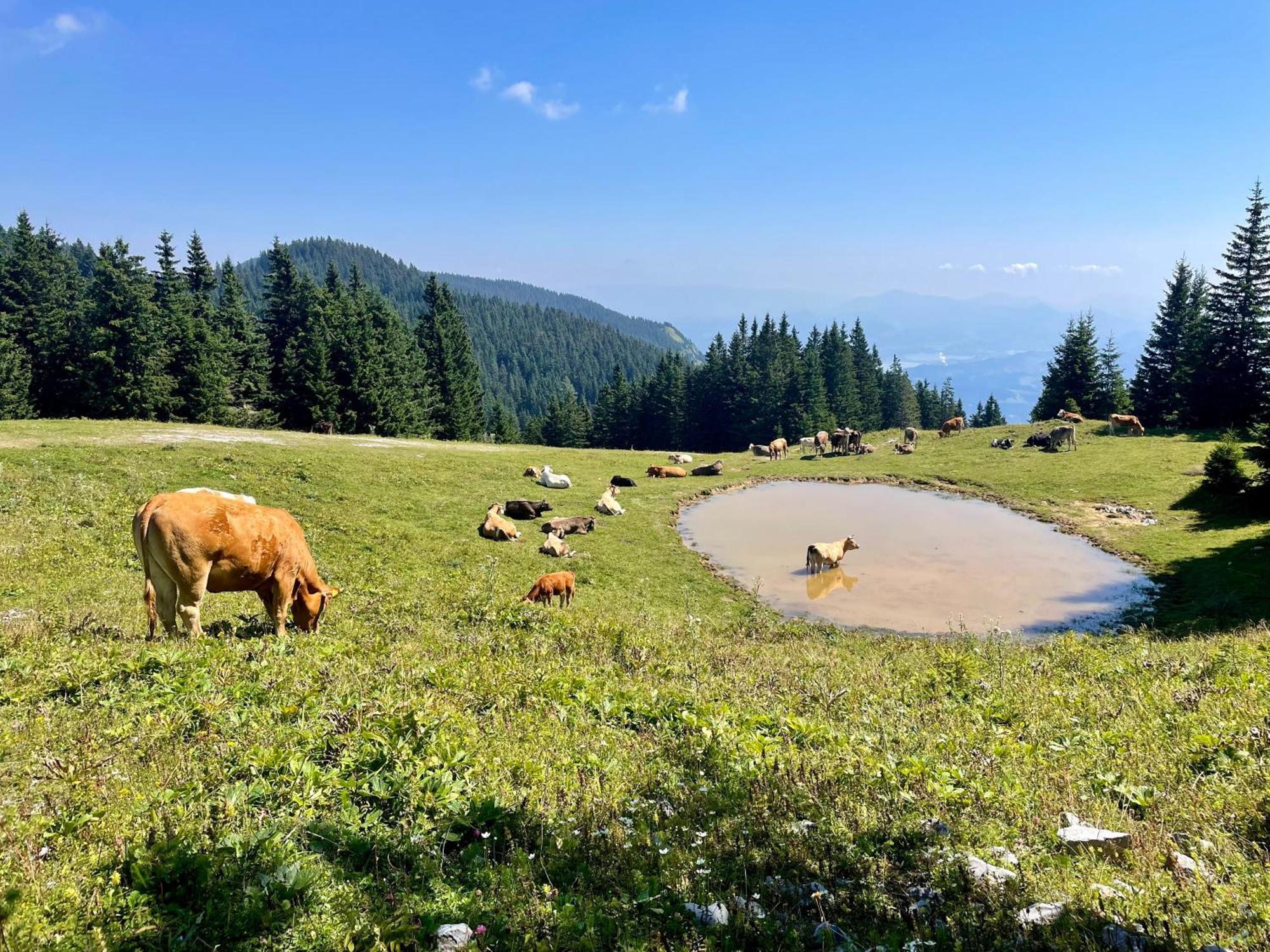 Apartmaji Golob-Golte Mozirje Dış mekan fotoğraf